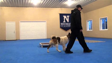 Dog training boot camp. Things To Know About Dog training boot camp. 